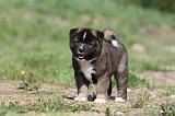 AKITA AMERICAIN 188